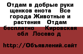 Отдам в добрые руки щенков енота. - Все города Животные и растения » Отдам бесплатно   . Кировская обл.,Лосево д.